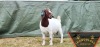 1X FLOCK BOER GOAT DOE SHONGOLOLO BOERBOKSTOET - 2