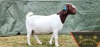 1X FLOCK BOER GOAT DOE SHONGOLOLO BOERBOKSTOET - 3