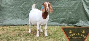 1X FLOCK BOER GOAT DOE SHONGOLOLO BOERBOKSTOET