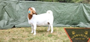 1X FLOCK BOER GOAT DOE SHONGOLOLO BOERBOKSTOET