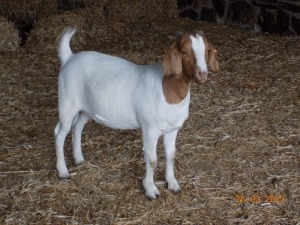 1X FLOCK BOER GOAT DOE TWEE RIVIER BOERBOKSTOET