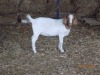 1X FLOCK BOER GOAT DOE TWEE RIVIER BOERBOKSTOET - 2