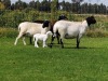 2X OOI/EWE DOUBLE BAR 7 MEATMASTERS (Per stuk om lot te neem/Per Piece to take the lot)