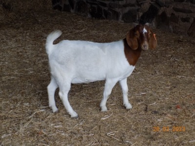 1X FLOCK BOER GOAT DOE TWEE RIVIER BOERBOKSTOET