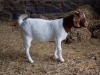 1X FLOCK BOER GOAT DOE TWEE RIVIER BOERBOKSTOET - 2