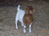 1X FLOCK BOER GOAT DOE TWEE RIVIER BOERBOKSTOET