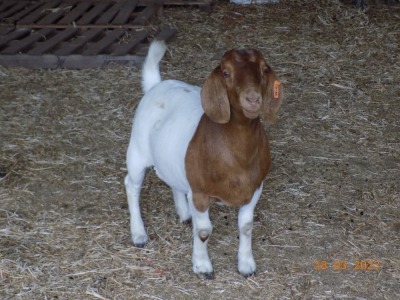 1X FLOCK BOER GOAT DOE TWEE RIVIER BOERBOKSTOET