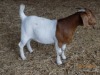 1X FLOCK BOER GOAT DOE TWEE RIVIER BOERBOKSTOET - 2