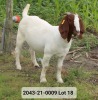 1X FLOCK BOER GOAT DOE VAN DER LINDE STOET - 3