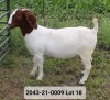 1X FLOCK BOER GOAT DOE VAN DER LINDE STOET - 4