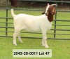 WITHDRAWN - 1X BOER GOAT DOE VAN DER LINDE STOET - 3