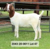 WITHDRAWN - 1X BOER GOAT DOE VAN DER LINDE STOET - 4