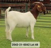 1X FLOCK BOER GOAT DOE VAN DER LINDE STOET - 3