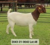 1X FLOCK BOER GOAT DOE VAN DER LINDE STOET - 4