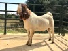 WITHDRAWN - 1X BOER GOAT BUCK MARCEL VAN HEERDEN BOER GOAT STUD