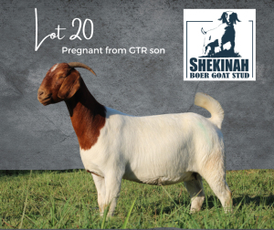 1X FLOCK BOER GOAT DOE SHEKINAH BOERBOKSTOET