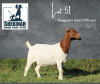 1X FLOCK BOER GOAT DOE SHEKINAH BOERBOKSTOET