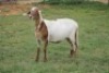 LOT 110 1X MEATMASTER&nbsp;OOIE /EWE RED RIBBON MEATMASTERS - 3
