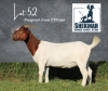 1X STUD BOER GOAT DOE SHEKINAH BOERBOKSTOET