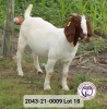 1X FLOCK BOER GOAT DOE VAN DER LINDE STOET