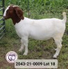 1X FLOCK BOER GOAT DOE VAN DER LINDE STOET - 2