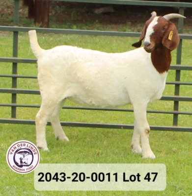 WITHDRAWN - 1X BOER GOAT DOE VAN DER LINDE STOET