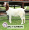 WITHDRAWN - 1X BOER GOAT DOE VAN DER LINDE STOET - 2