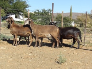 4X OOI/EWE WILGERBOOM MEATMASTERS (Per stuk om lot te neem/Per Piece to take the lot)