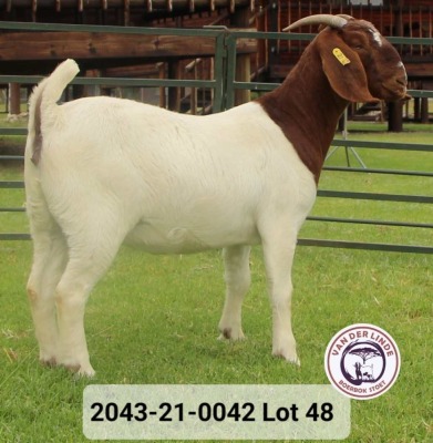 1X FLOCK BOER GOAT DOE VAN DER LINDE STOET