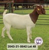 1X FLOCK BOER GOAT DOE VAN DER LINDE STOET - 2