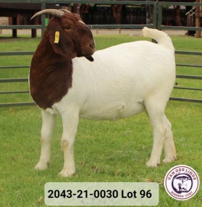 WITHDRAWN - 1X BOER GOAT DOE VAN DER LINDE STOET