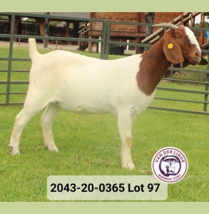 WITHDRAWN - 1X BOER GOAT DOE VAN DER LINDE STOET