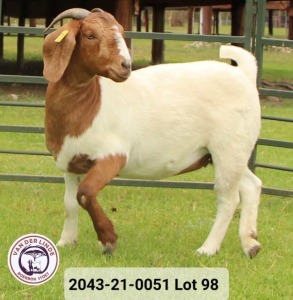 1X FLOCK BOER GOAT DOE VAN DER LINDE STOET