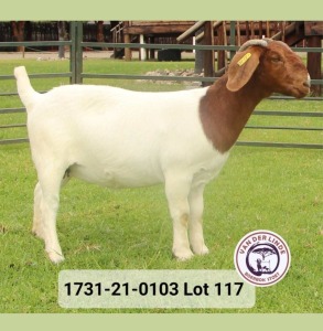 1X FLOCK BOER GOAT DOE VAN DER LINDE STOET