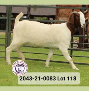 WITHDRAWN - 1X BOER GOAT DOE VAN DER LINDE STOET