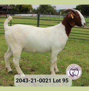 1X FLOCK BOER GOAT DOE VAN DER LINDE STOET