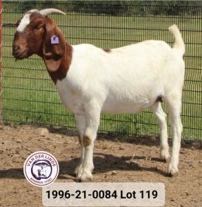 WITHDRAWN - 1X BOER GOAT DOE VAN DER LINDE STOET