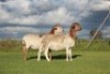 2X OOI/EWE DOUBLE BAR 7 MEATMASTERS (Per stuk om lot te neem/Per Piece to take the lot) - 2