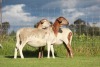 2X OOI/EWE DOUBLE BAR 7 MEATMASTERS (Per stuk om lot te neem/Per Piece to take the lot) - 3