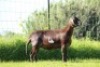 1X OOI/EWE DOUBLE BAR 7 MEATMASTERS - 2