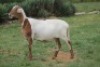 LOT 110 1X MEATMASTER&nbsp;OOIE /EWE RED RIBBON MEATMASTERS - 4