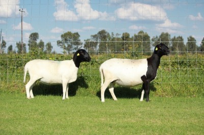 2X OOI/EWE DOUBLE BAR 7 MEATMASTERS (Per stuk om lot te neem/Per Piece to take the lot)