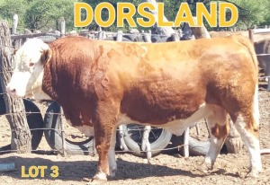 LOT 3 1 x SIMMENTALER BULL Dorsland Studs