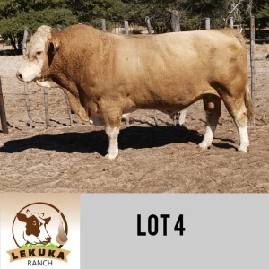 LOT 4 1 x SIMMENTALER BULL Lekuka Studs