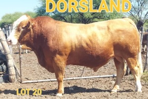 LOT 20 1 x SIMMENTALER BULL Dorsland Studs