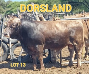 LOT 13 1 x BRAUNVIEH BULL Dorsland Studs