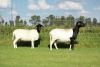 2X OOI/EWE DOUBLE BAR 7 MEATMASTERS (Per stuk om lot te neem/Per Piece to take the lot) - 2