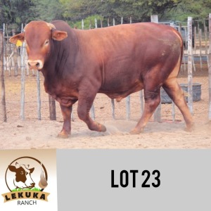 LOT 23 1 x SIMBRA BULL Lekuka Studs