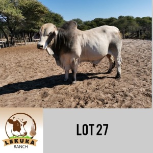 LOT 27 1 x WHITE BRAHMAN BULL Lekuka Studs