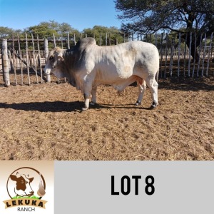 LOT 8 1 x WHITE BRAHMAN BULL Lekuka Studs